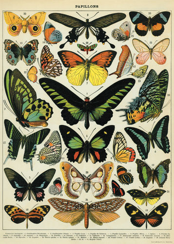 Cavallini Poster Butterflies