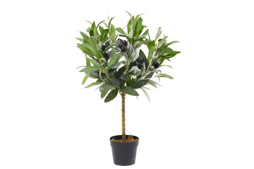Olivenbaum 45cm Green
